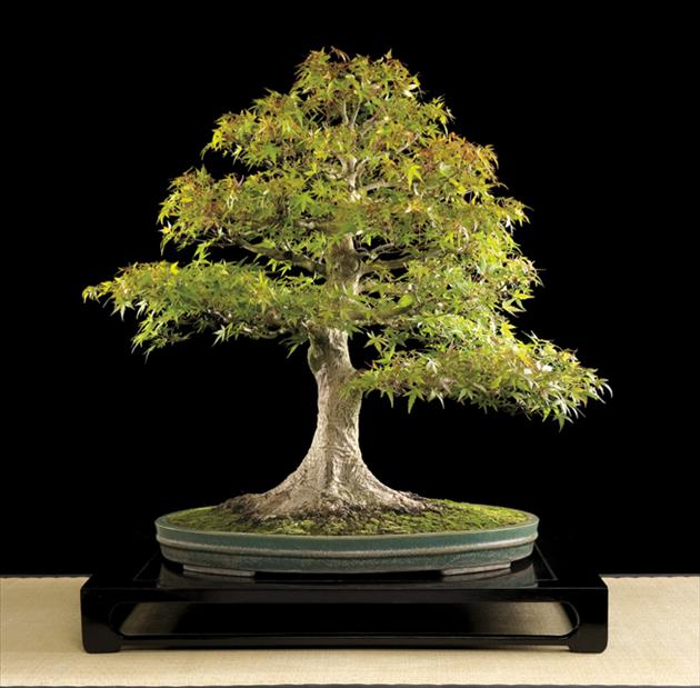 Bonsai, cay canh nghe thuat, cây cảnh nghệ thuật, cay the, cây thế, triển lãm bonsai, trien lam bonsai, triển lãm cây thế, trien lam cay the